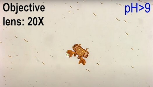 Scienziati cinesi stampano microbot 4D in grado di fornire farmaci nel punto giusto del corpo