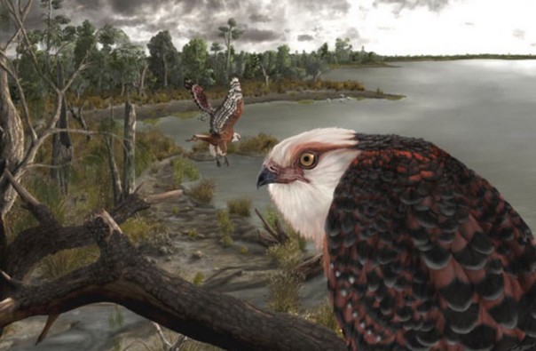 I paleontologi trovano un fossile di aquila di 25 milioni di anni
