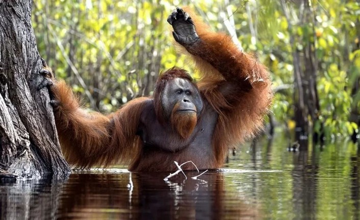 Wissenschaftler haben das Sprachentwicklungsmodell in Frage gestellt, indem sie die Signale von Orang-Utans untersucht haben