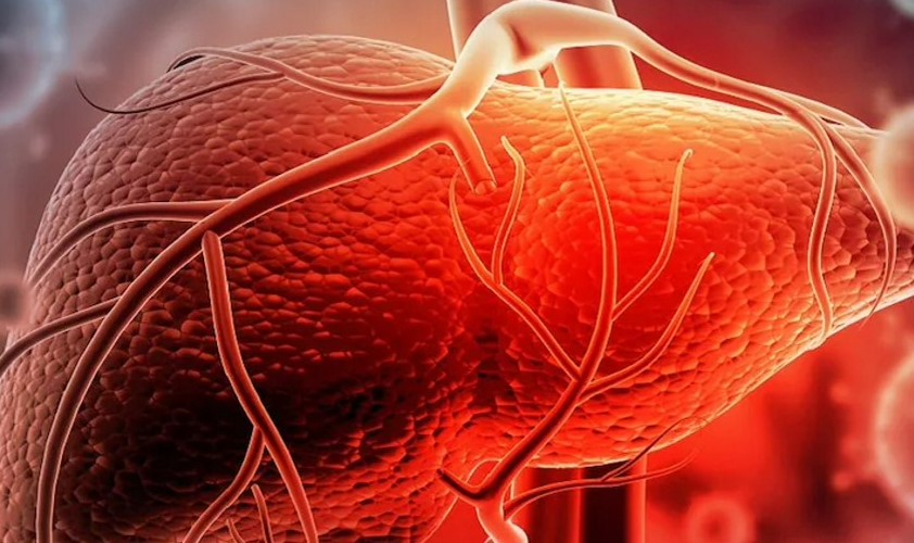 과학자들은 처음으로 인체 내에서 새로운 간을 키울 것입니다