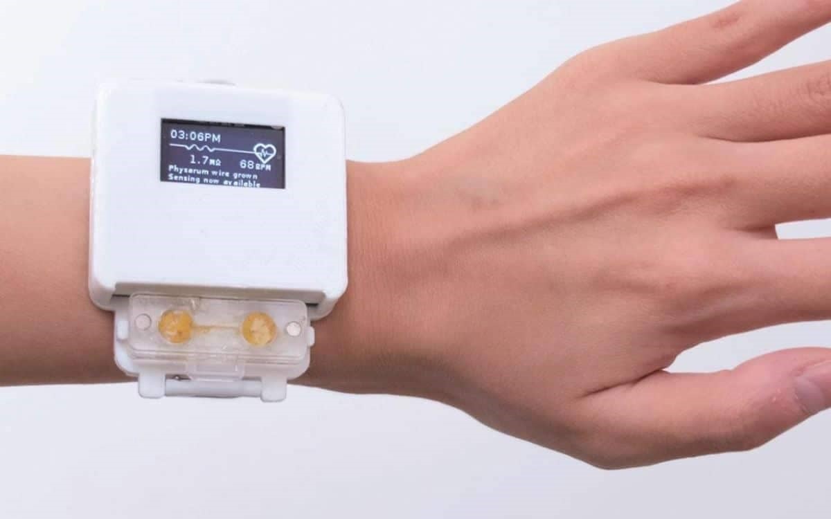 Gli scienziati hanno creato un orologio con organismi viventi