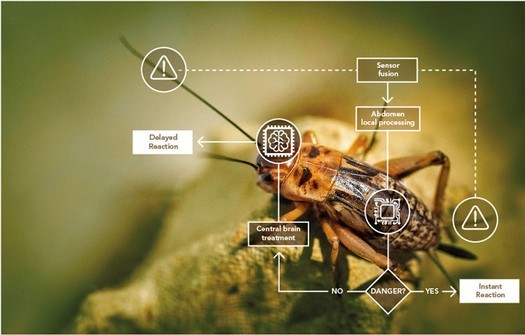 Le système nerveux des insectes sera la base du développement de la mémoire pour les robots avec IA