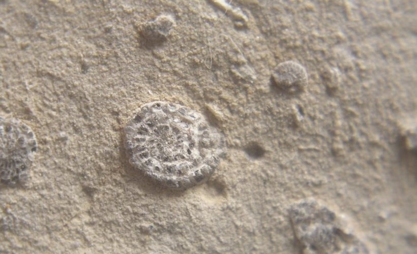 8億3000万年前の結晶に見られる潜在的な生物