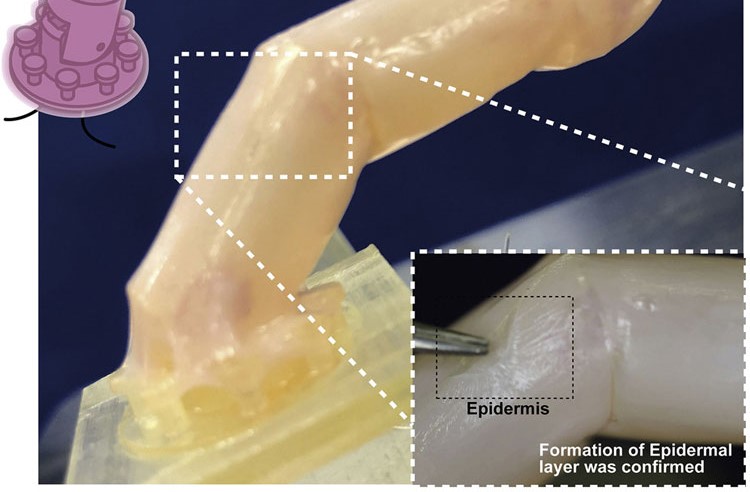 Die Japaner brachten Robotern bei, Haut aus lebenden menschlichen Zellen zu züchten