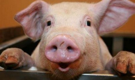 I biologi danesi hanno imparato a interpretare i grugniti dei maiali