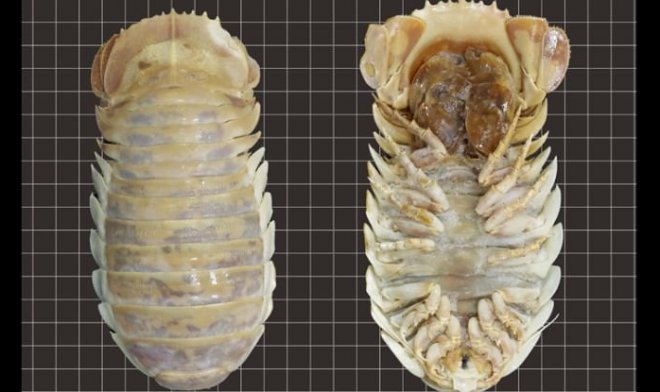 멕시코만에서 이전에 알려지지 않은 거대한 등각류 종 발견
