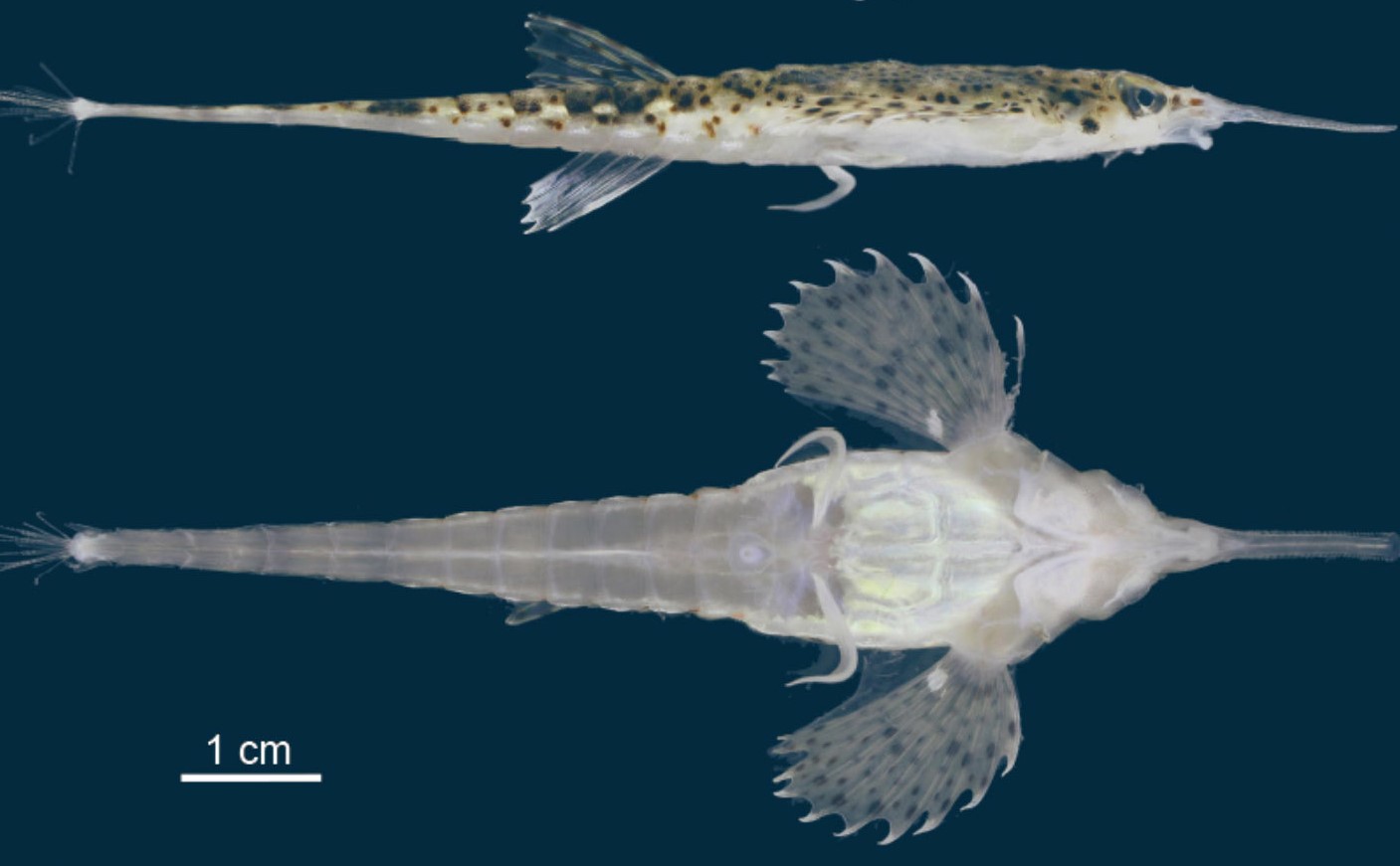 東シナ海で発見されたペガサス海蝶