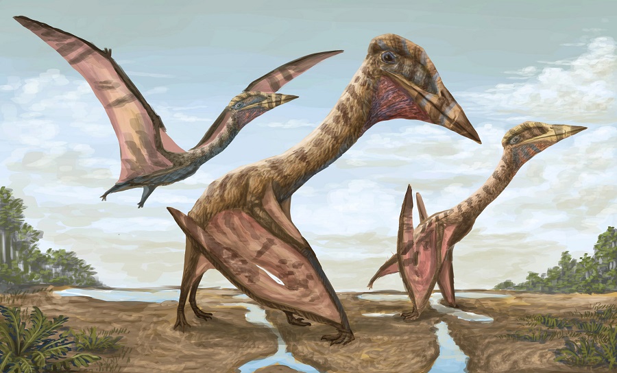Thanatosdrakon amaru - uma nova espécie de pterossauro descoberta na Argentina