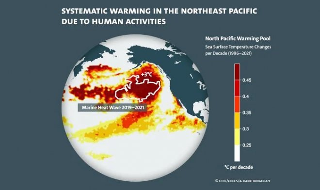 Gli scienziati rintracciano la fonte della mortale ondata di caldo Blob nell'Oceano Pacifico