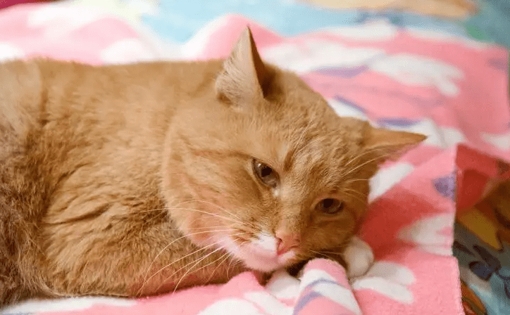 A che età i gatti sono considerati anziani?