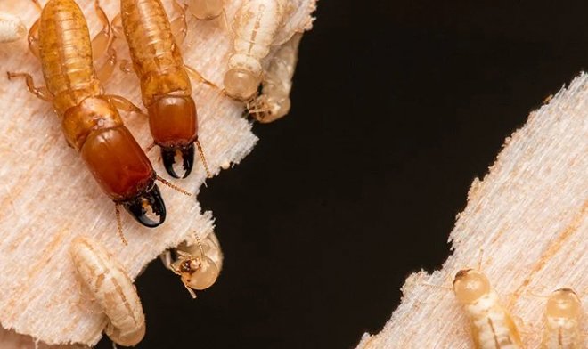 Une étude révèle que les termites arboricoles parcourent l'océan depuis des millions d'années