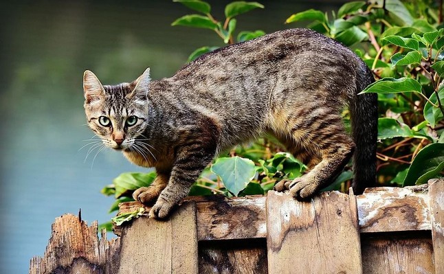 Lasciare che i gatti decidano quando accarezzarli può aiutare a evitare l'ostilità e aumentare il loro affetto.