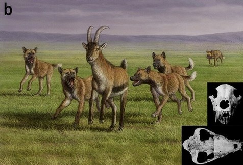 Restes d'anciens chiens trouvés parmi les restes des premiers ancêtres humains en Géorgie