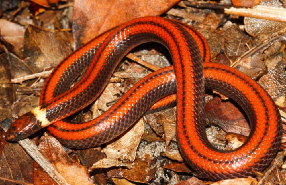 Phalotris shawnell - cientistas descobriram uma nova espécie de cobra no Paraguai