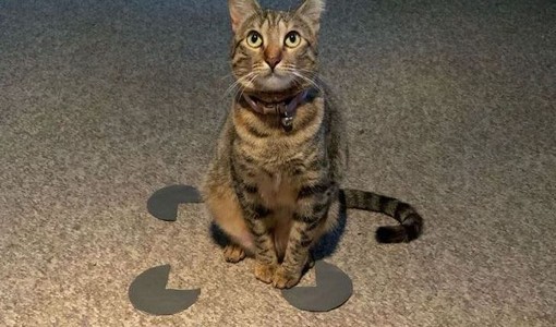 猫は箱が大好きなので、不完全な正方形にさえ座っています。
