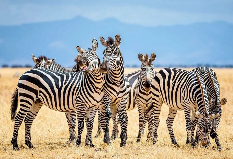 Le zebre sono bianche con strisce nere o nere con strisce bianche? E perché hanno bisogno delle strisce?