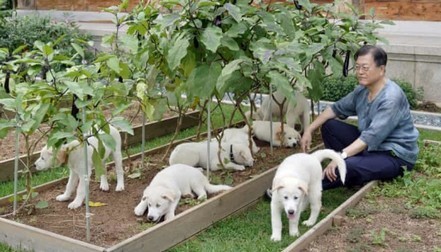 Coreia do Sul pode proibir comer carne de cachorro