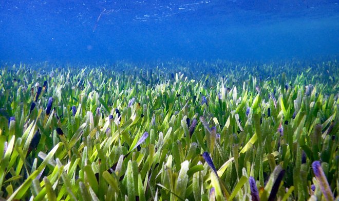 オーストラリアで、地球上で最大の植物を見つけました