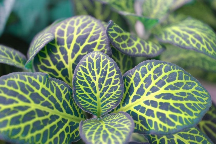 Gli scienziati insegnano le operazioni logiche delle cellule vegetali