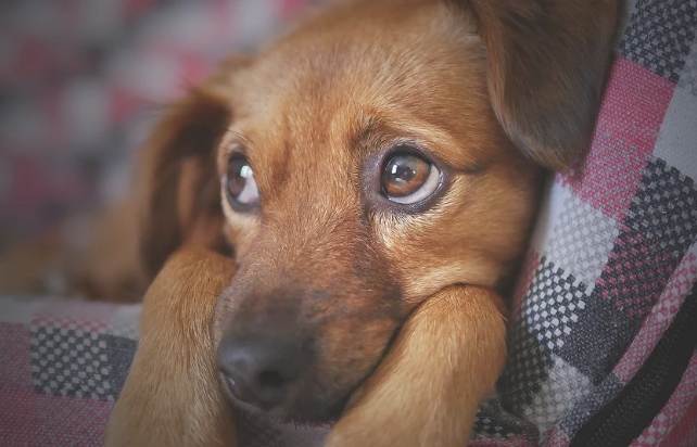 O que torna os rostos dos cães tão atraentes para os humanos?