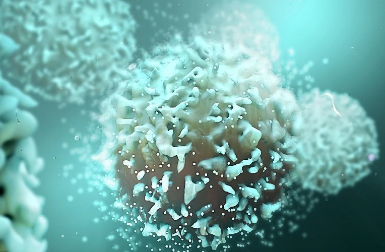 면역 세포를 젊어지게하는 분자 발견