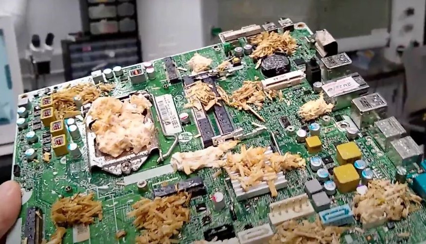 Il Regno Unito ha mostrato una scheda madre basata su funghi