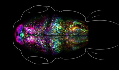 科学者たちは、脳内で記憶がどのように形成されるかをリアルタイムで初めて見ました