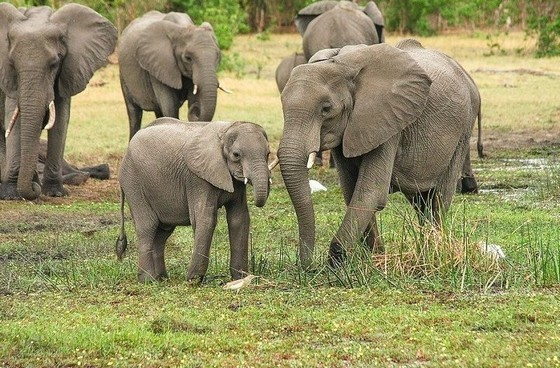 Säugetiere mit großen Gehirnen überleben eher das Aussterben