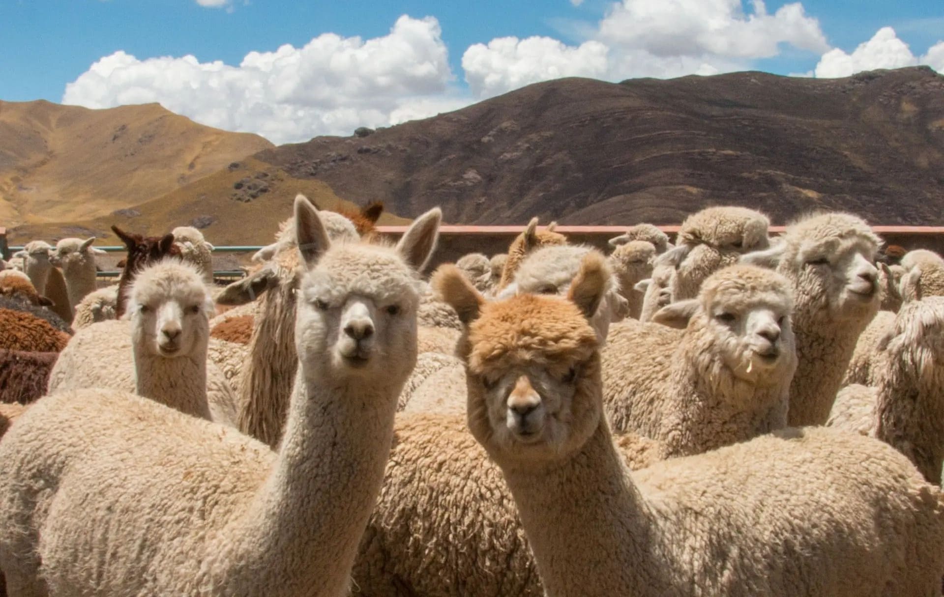 L'Università di Stanford ha creato un analogo del ChatGPT per meno di 600 dollari