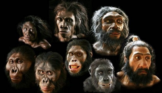Hominins: scimmie fossili e il mistero dell'evoluzione umana