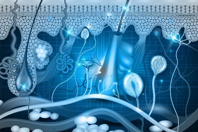 Eine neue Methode zur Verlangsamung des Alterungsprozesses lässt Zellen 30 Jahre jünger aussehen