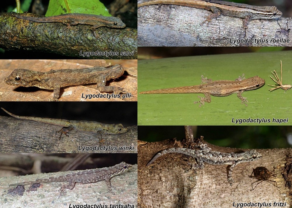 마다가스카르에서 발견된 8종의 새로운 피그미 도마뱀붙이