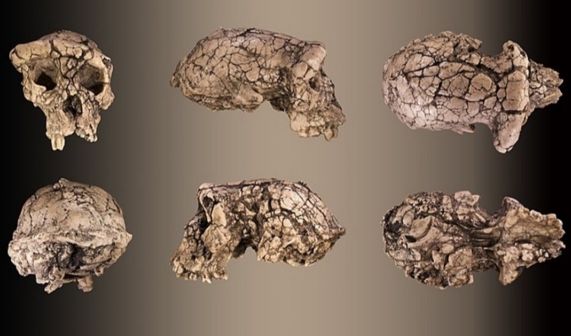Sahelanthropus, il più antico antenato umano, poteva camminare su due gambe