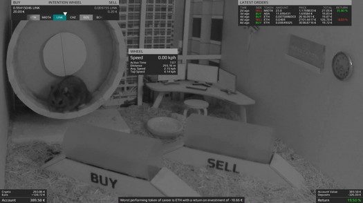 Cryptotrader hamster Sr. Goxx morre - durante sua vida ele aumentou seus ativos em 25%