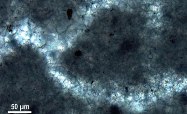 Schwammtiere könnten vor 890 Millionen Jahren in den Ozeanen gelebt haben