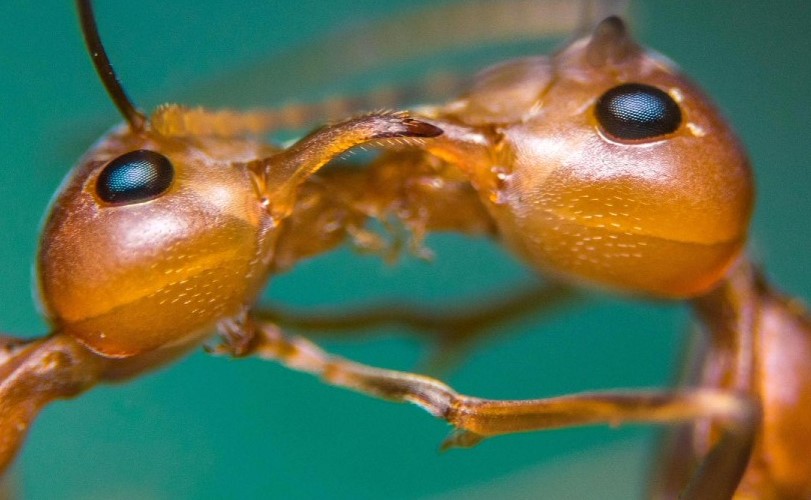 Protein gefunden, das Ameisenköniginnen hilft, länger zu leben