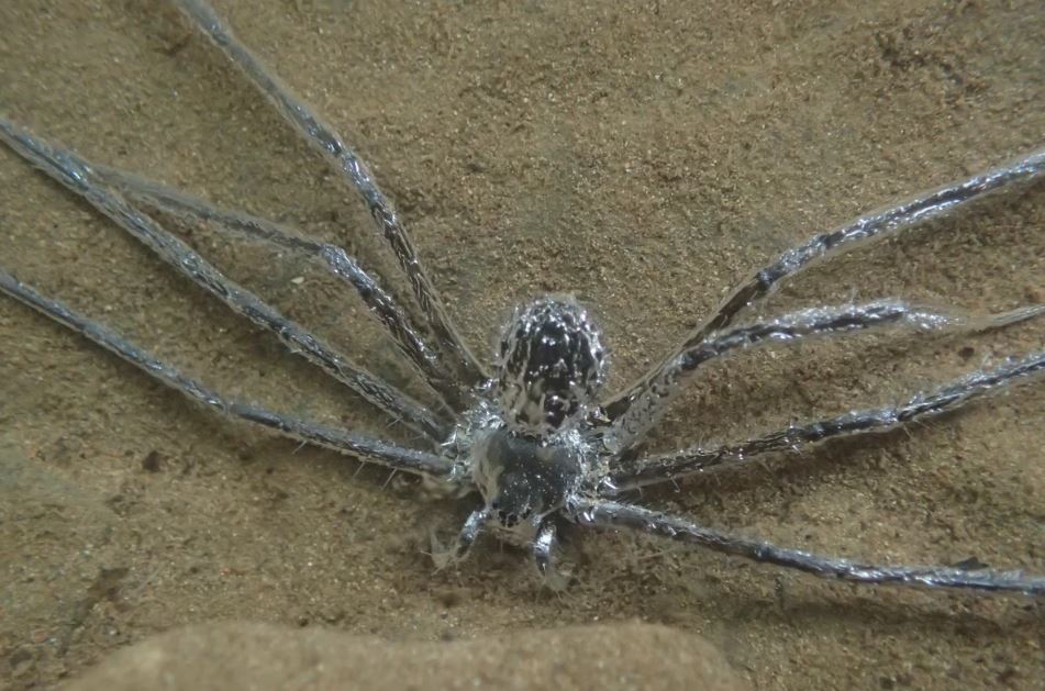 蜘蛛のTrechalea extensaは、風通しの良いフィルムを使用して水中に留まります。
