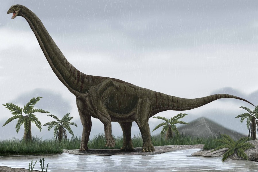 Lo scheletro di un enorme dinosauro - brachiosaurus è stato trovato in Portogallo