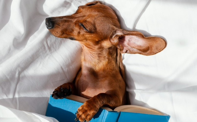 La privation de sommeil perturbe la structure de l'ADN des cellules immunitaires