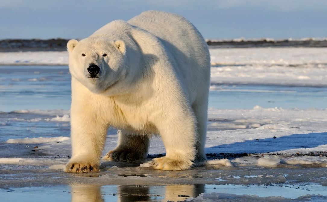 Cientistas decifram o genoma de um urso polar de 100.000 anos