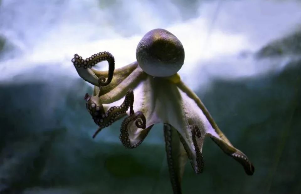 タコの脳と人間の脳は同じジャンプ遺伝子を共有しています