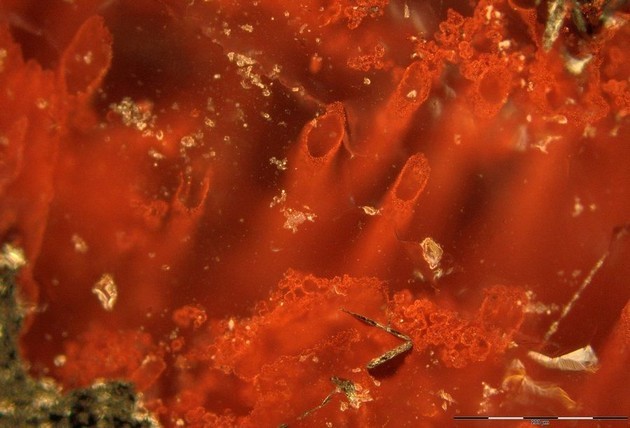 微生物の生命体は37億5000万年前に地球に現れました