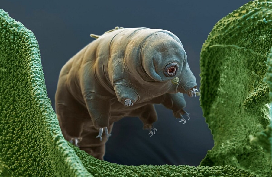 Tardigrades는 얼면 노화를 멈 춥니 다.