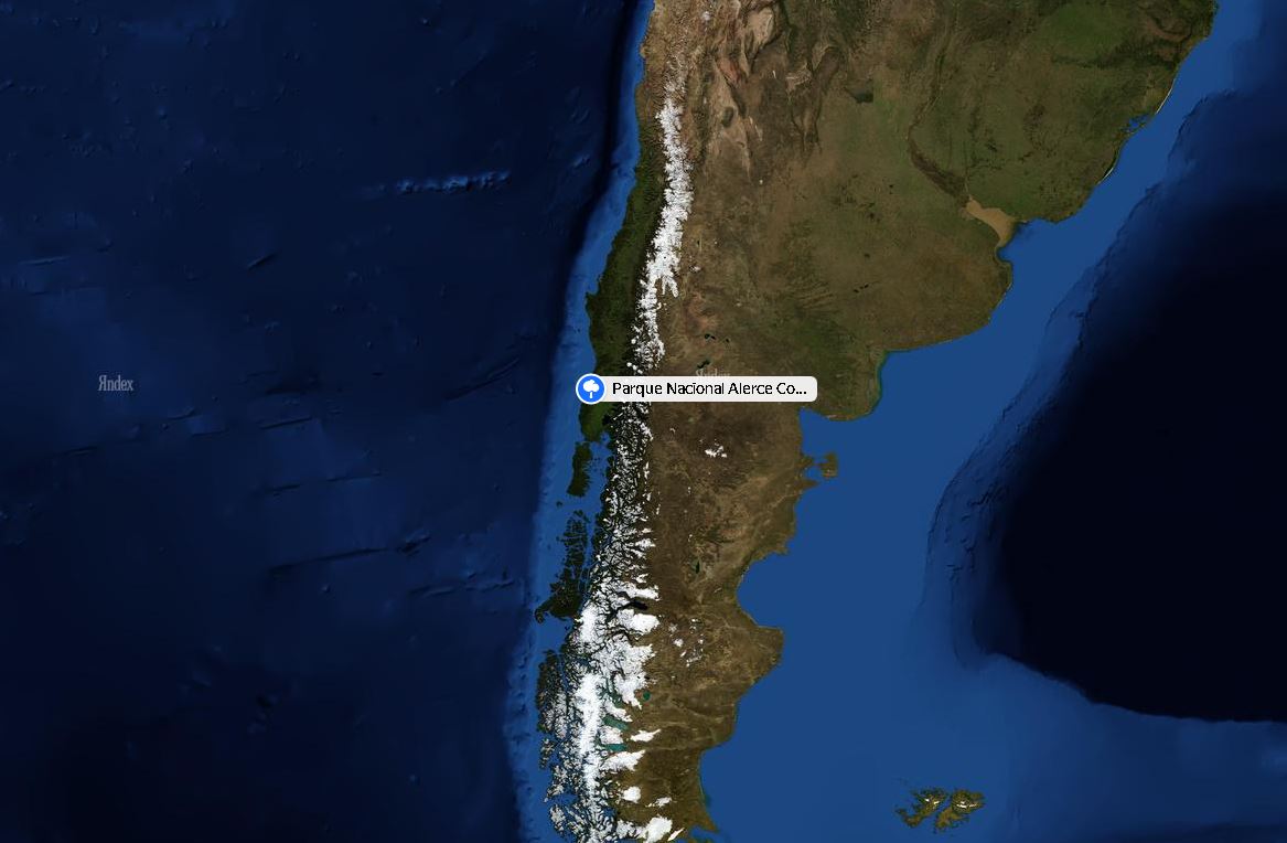 L'albero più antico del mondo cresce in Cile?