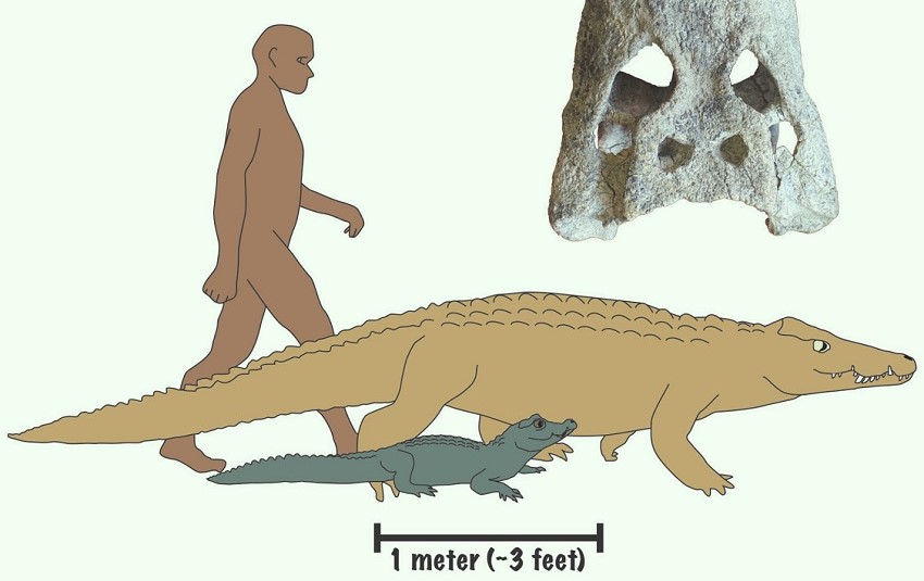 Zwei miozäne Krokodilarten in Kenia entdeckt