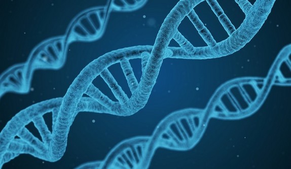 Il processo degli scambi genetici nella meiosi è stato divulgato