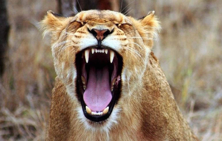 Erstellt Nanoroboter, die Bakterien in den Zähnen töten können