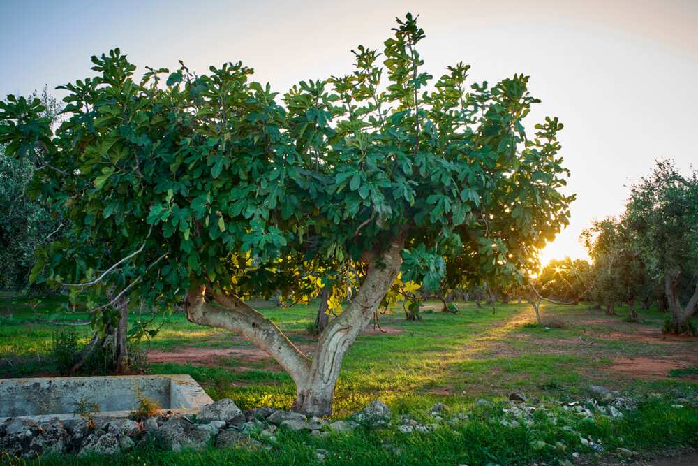 Oliveiras e figueiras são cultivadas por humanos há 7.000 anos.