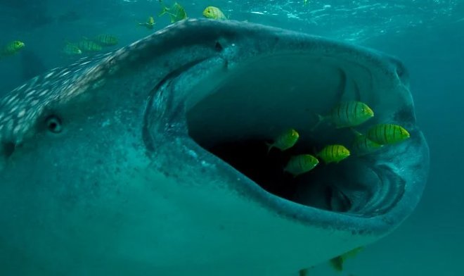 世界最大のサメは草食動物