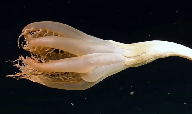 Creatura sconosciuta scoperta nelle profondità dell'Oceano Pacifico